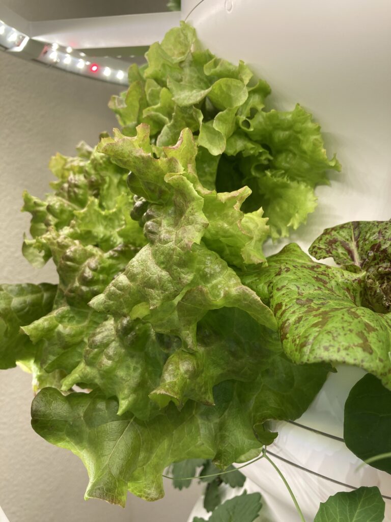 Red Leaf Lettuce